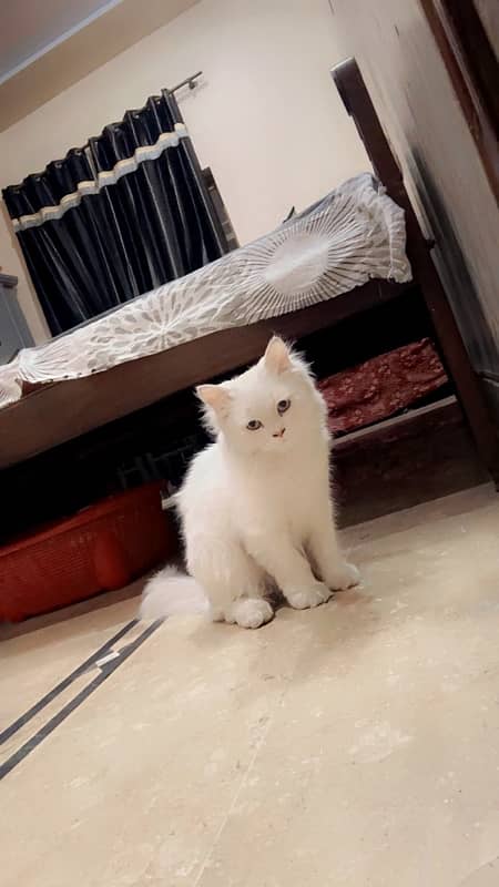 persian cat 1