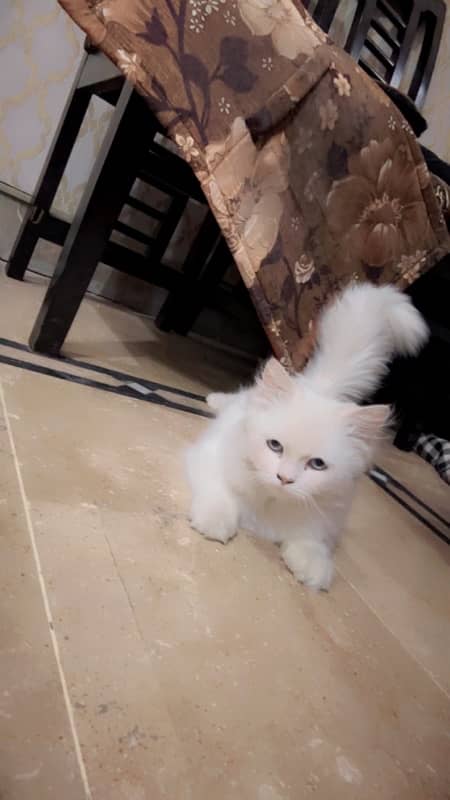 persian cat 2