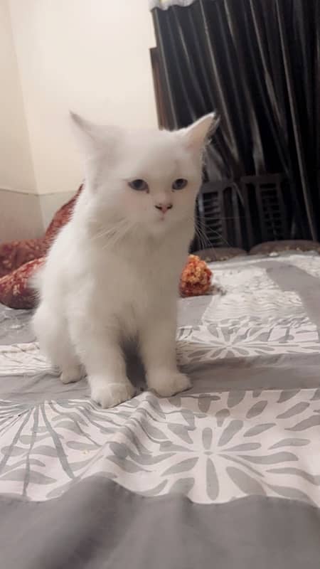 persian cat 3