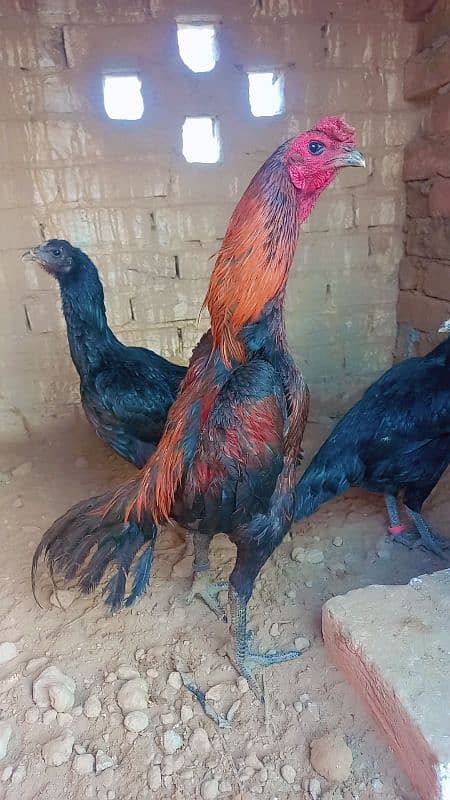 Pure Thai Dragon chick's available 1