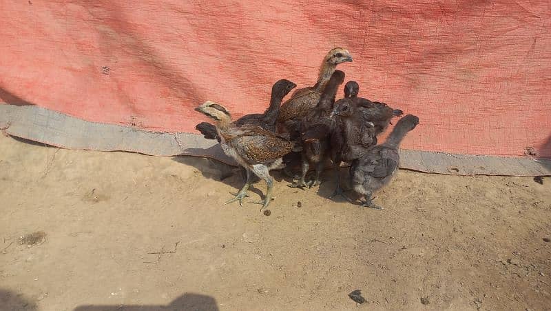 Pure Thai Dragon chick's available 4