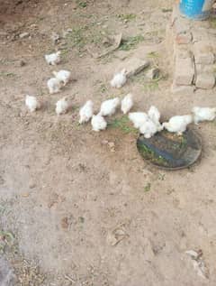 White Silkie Chicks