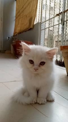 Tripple Coated Persian for sale