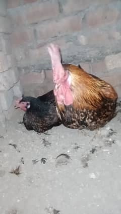 Desi hen murga murgi kurak wali kurak ha nhi abi