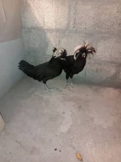 black polish breeder pair