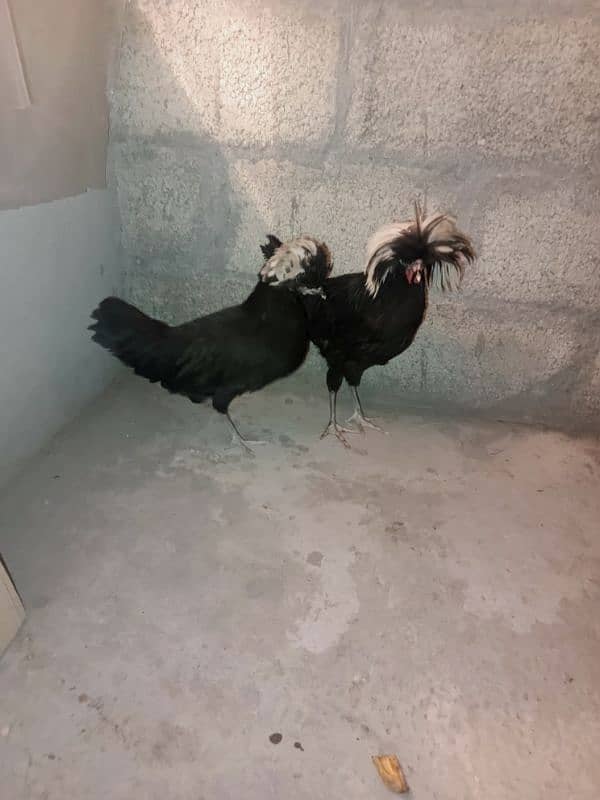 black polish breeder pair 0