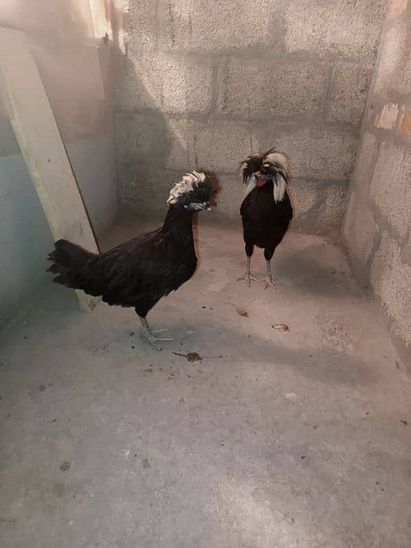 black polish breeder pair 1