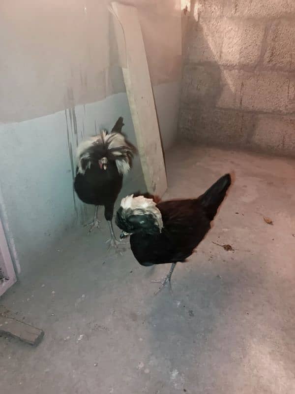 black polish breeder pair 4