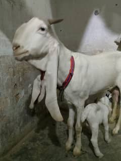 GOAT and her kid