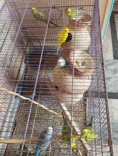 sale Australian parrots 4 pairs