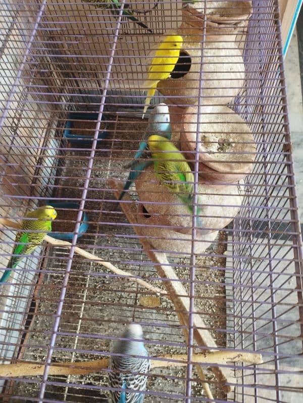 sale Australian parrots 4 pairs 1