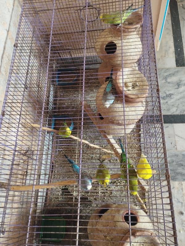 sale Australian parrots 4 pairs 2