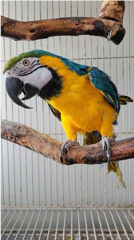 Blue Gold Macaw 0