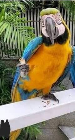 Blue Gold Macaw