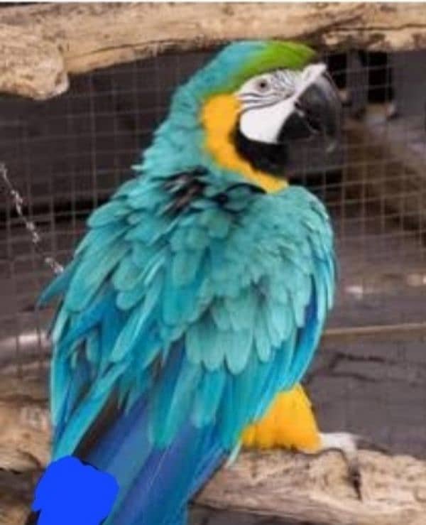 Blue Gold Macaw 2