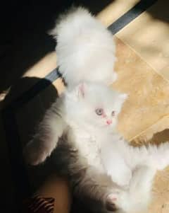 Persian cat long hair