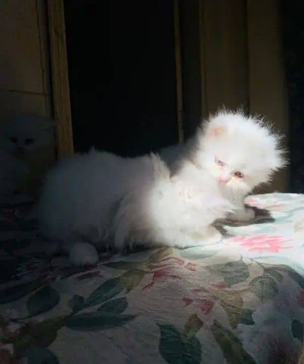 Persian cat long hair 1