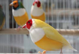 gouldian lutino finch breeder pair