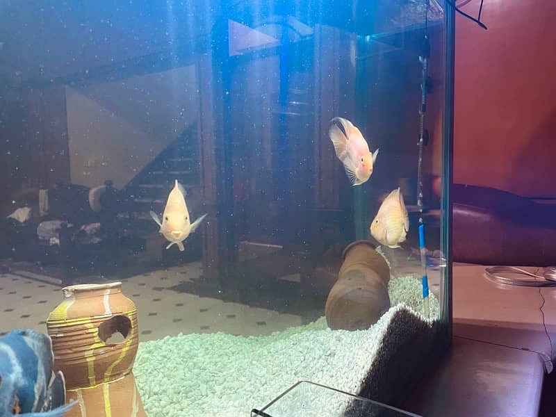 parrot fishes in big size eggs laying pairs read add 2