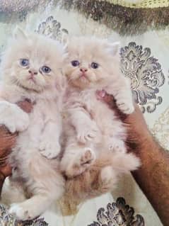 Persian Cat Pair with 4 Kittens