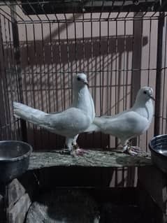 breeder pair