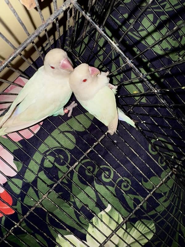 Albino red eye1 breeder pair TwoAlbino blackeyesbreederpair03177528078 0