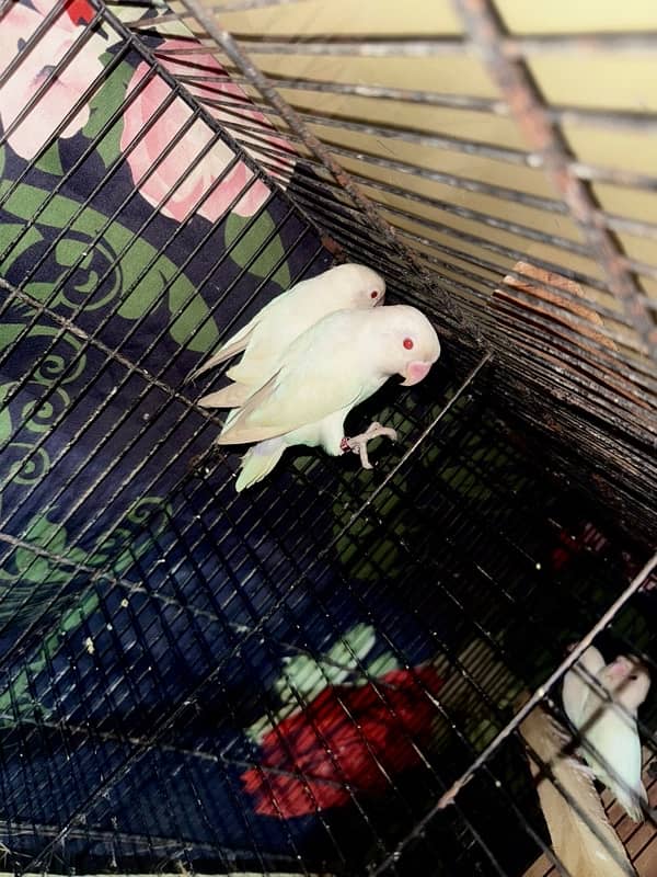 Albino red eye1 breeder pair TwoAlbino blackeyesbreederpair03177528078 1