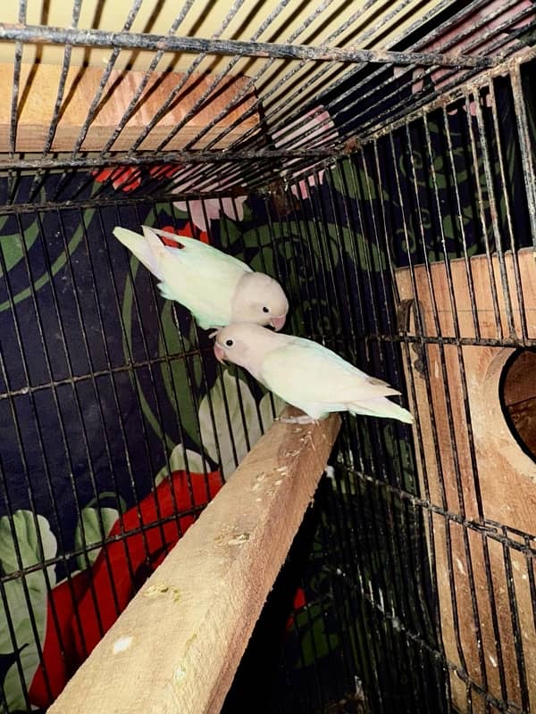 Albino red eye1 breeder pair TwoAlbino blackeyesbreederpair03177528078 2