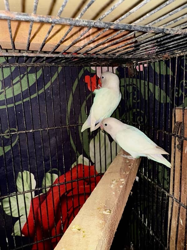 Albino red eye1 breeder pair TwoAlbino blackeyesbreederpair03177528078 3