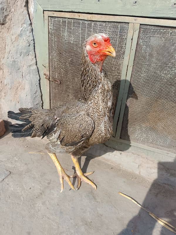 Aseel Breeder Female Long Height / Murgi / Madi / Old bloodline 9