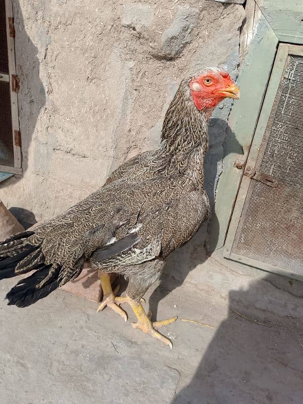 Aseel Breeder Female Long Height / Murgi / Madi / Old bloodline 10