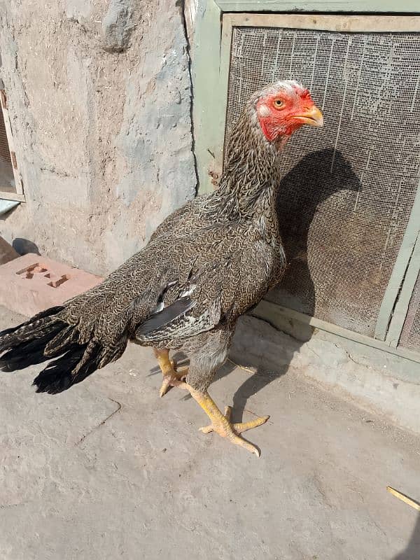 Aseel Breeder Female Long Height / Murgi / Madi / Old bloodline 12