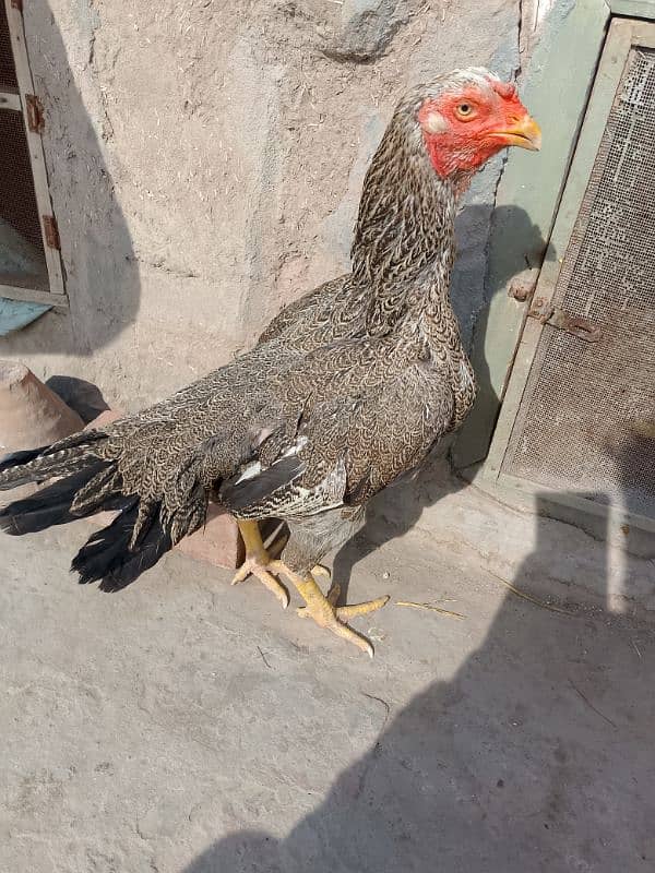 Aseel Breeder Female Long Height / Murgi / Madi / Old bloodline 14