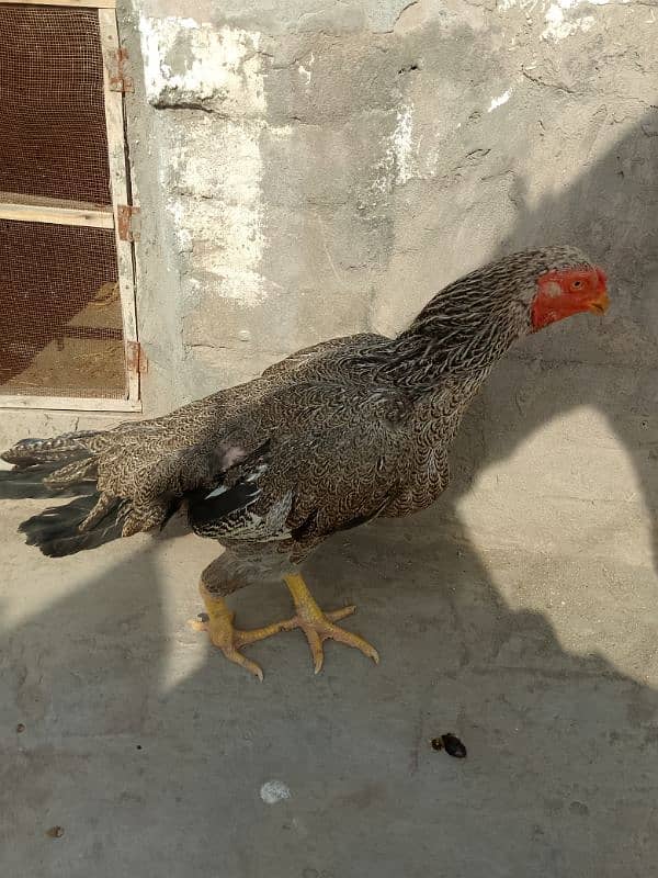 Aseel Breeder Female Long Height / Murgi / Madi / Old bloodline 16