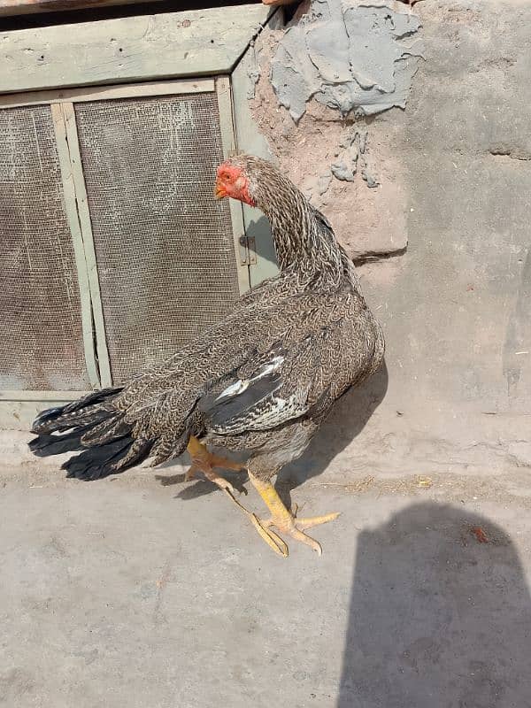 Aseel Breeder Female Long Height / Murgi / Madi / Old bloodline 19