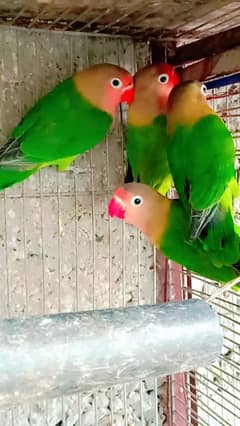 four fisher parrots 5 month ok 10/10