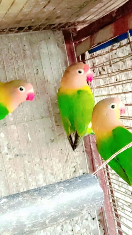 four fisher parrots 5 month ok 10/10 2