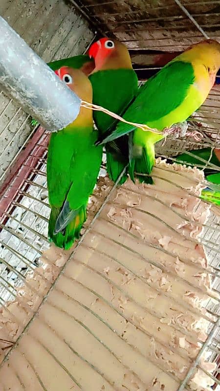 four fisher parrots 5 month ok 10/10 3