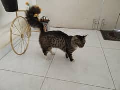 Male Persian Cat contact number 03133987673