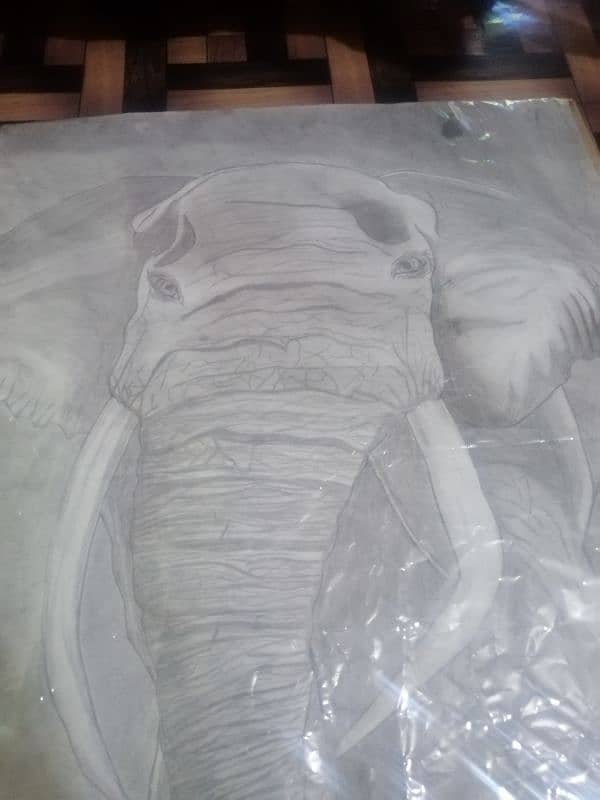 elephant sketching 2