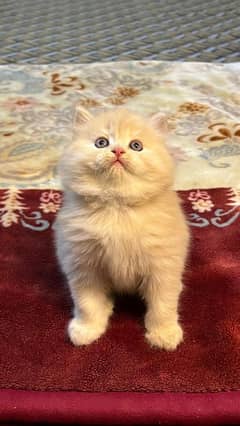 persian cats and kittens for sale wtsapp (0307/710/92/69)