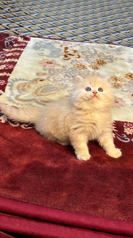 persian cats and kittens for sale wtsapp (0307/710/92/69) 1