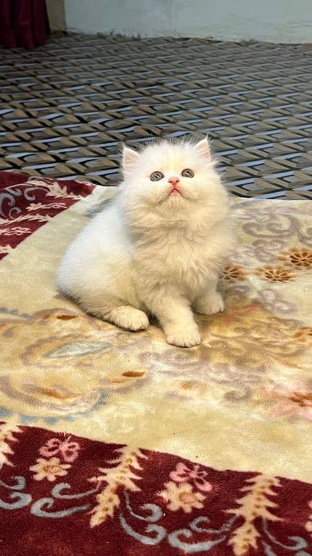 persian cats and kittens for sale wtsapp (0307/710/92/69) 2