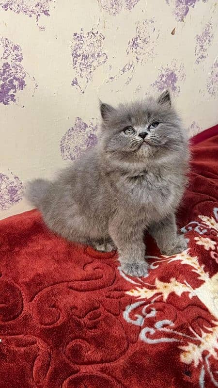 persian cats and kittens for sale wtsapp (0307/710/92/69) 7