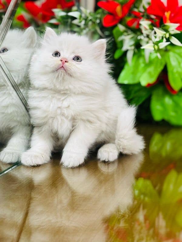 persian cats and kittens for sale wtsapp (0307/710/92/69) 9