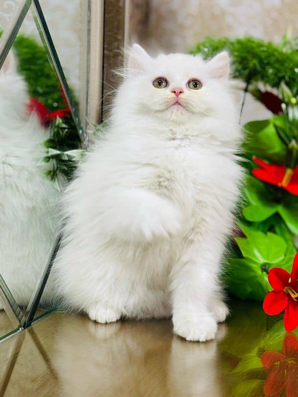 persian cats and kittens for sale wtsapp (0307/710/92/69) 11