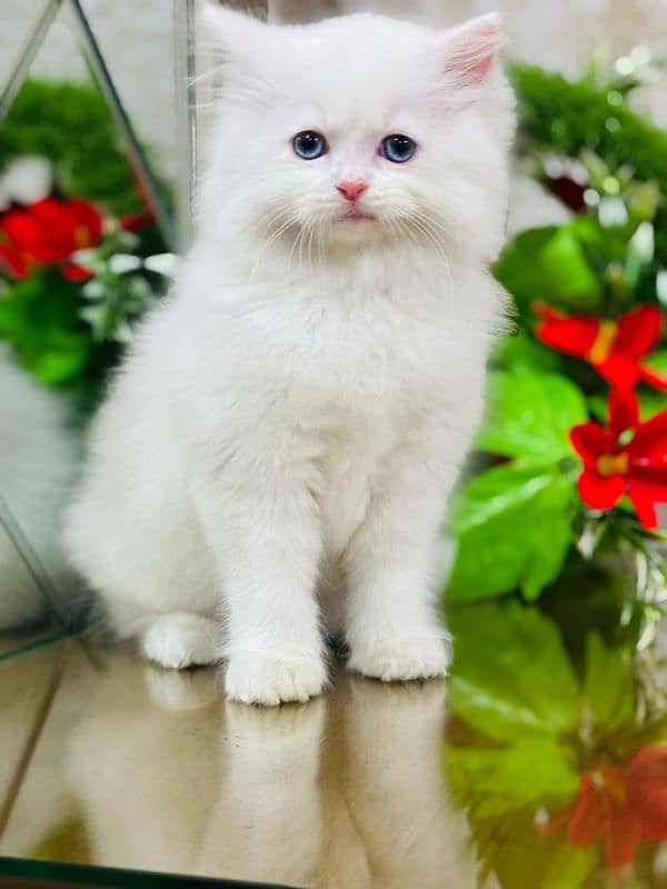 persian cats and kittens for sale wtsapp (0307/710/92/69) 12