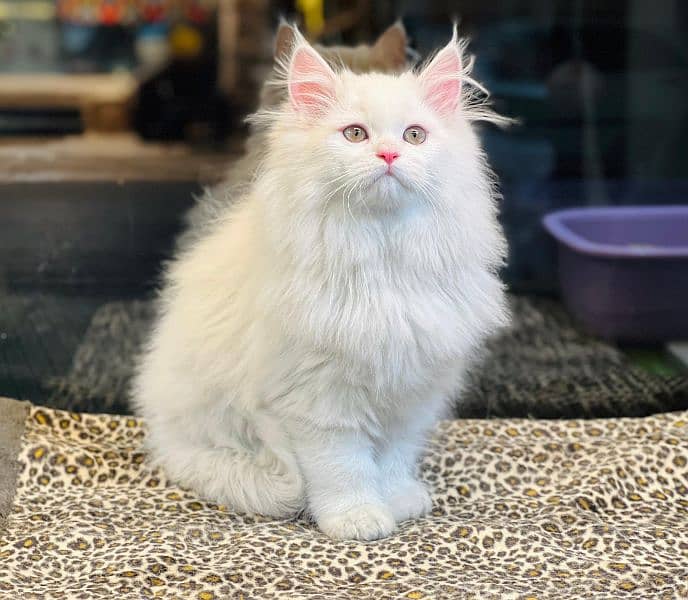 persian cats and kittens for sale wtsapp (0307/710/92/69) 13