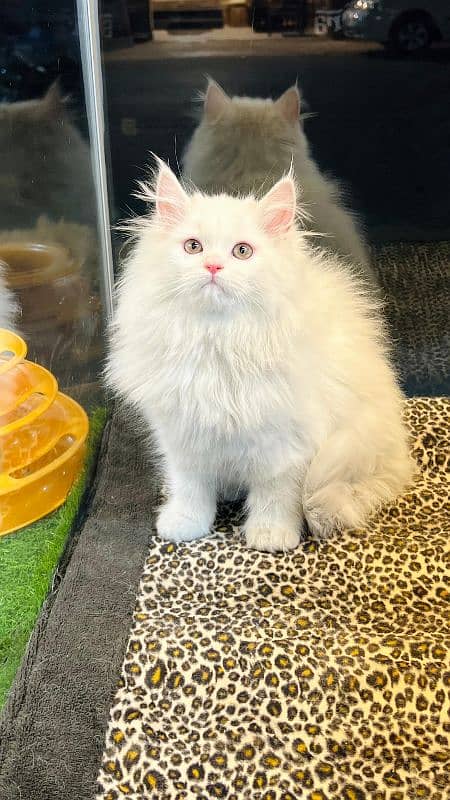 persian cats and kittens for sale wtsapp (0307/710/92/69) 15