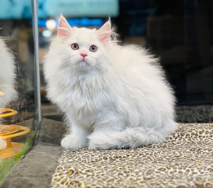 persian cats and kittens for sale wtsapp (0307/710/92/69) 16